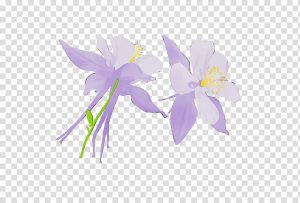 blue iris download crack